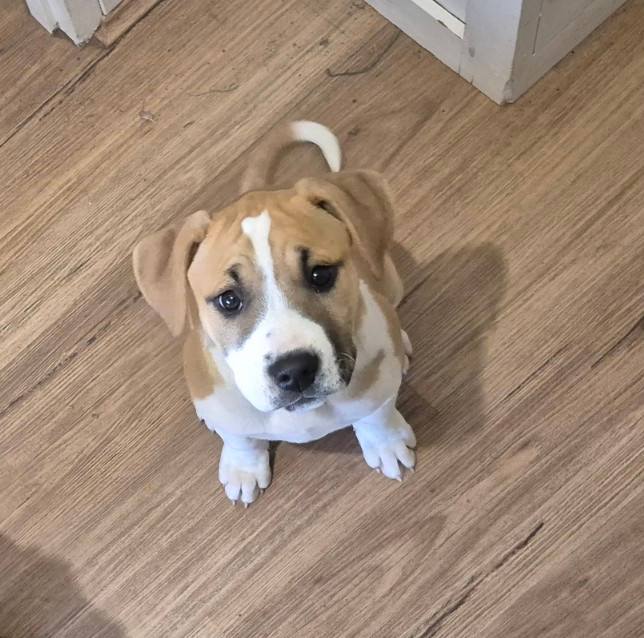 boxer am staffordshire