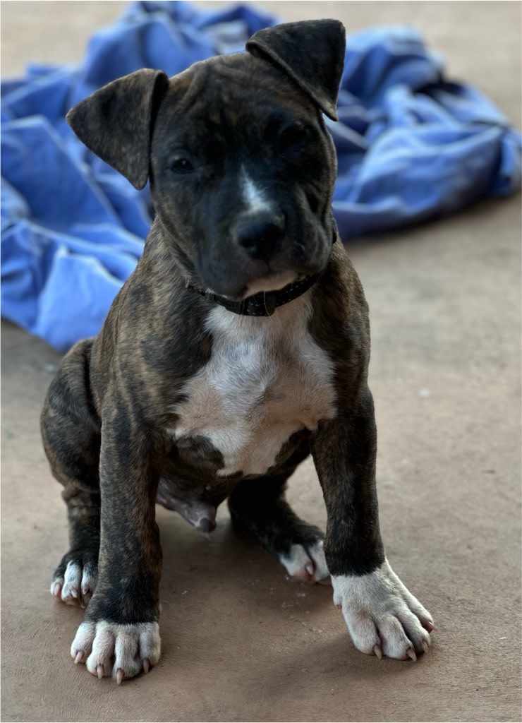 Amstaff Puppies Amstaff Price Amstaff Puppies For Sale