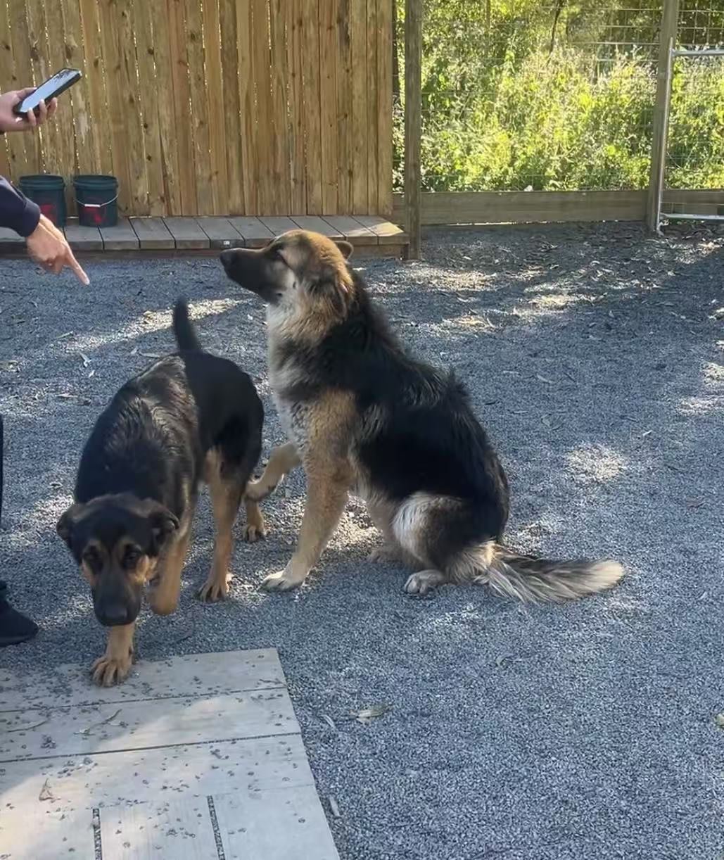 Gumtree Australia Gumtree German Shepherd Puppies Two Purebred