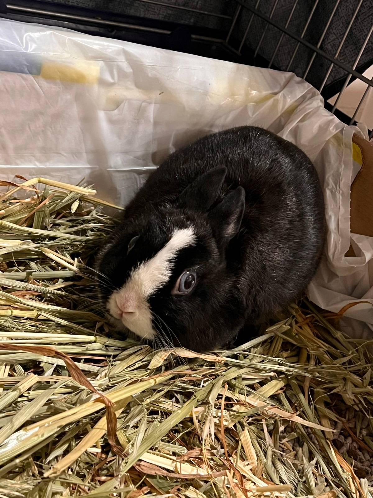 Pure breed female netherland dwarf bunny Rabbits Gumtree