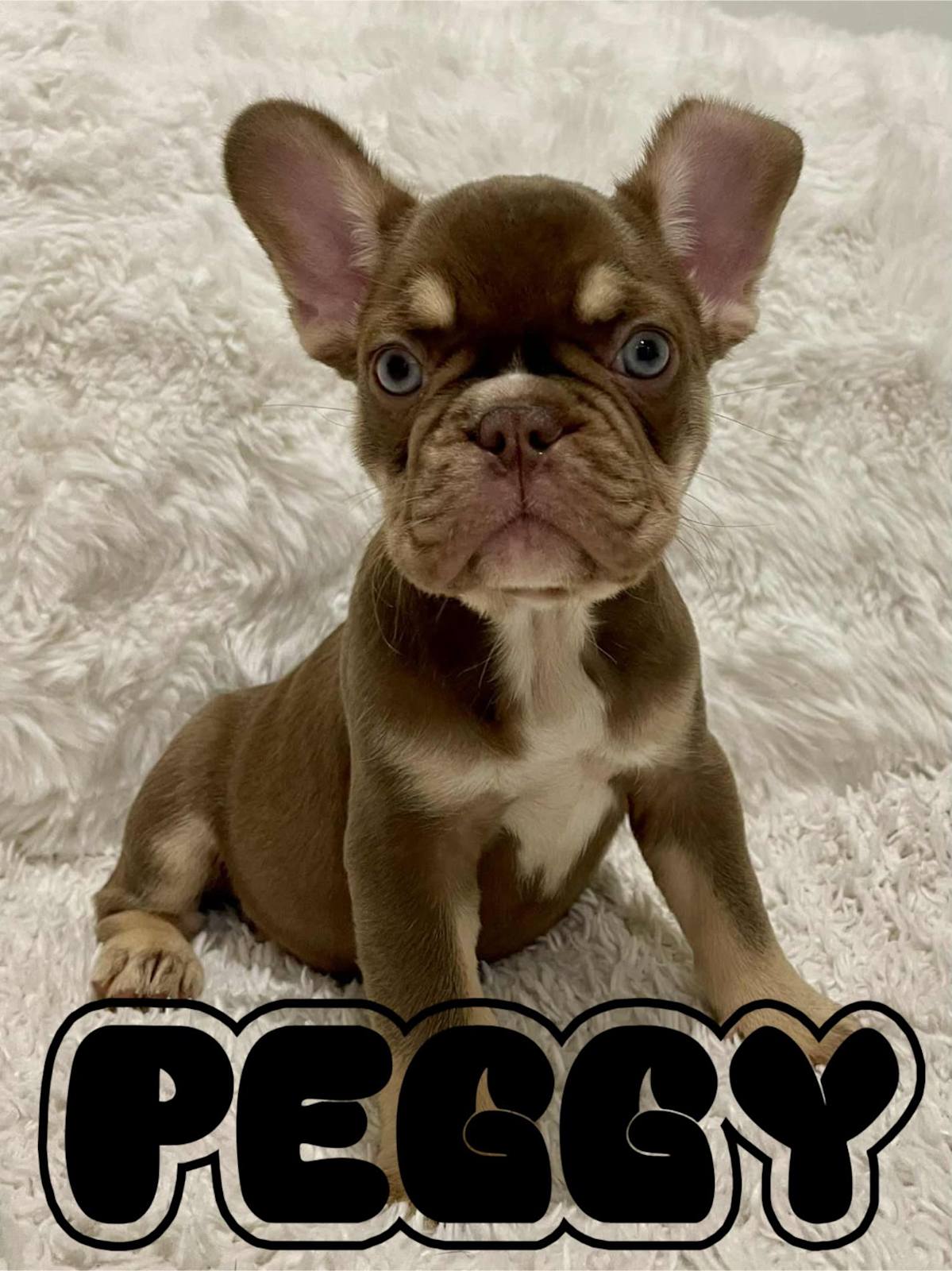 Teacup Smallest French Bulldog French Bulldog Gumtree Small Dogs