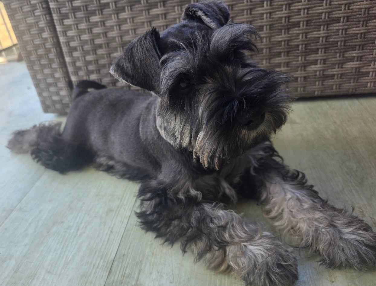 Schnauzer Dog Australia Pedigree Miniature Schnauzer Dogs Puppies