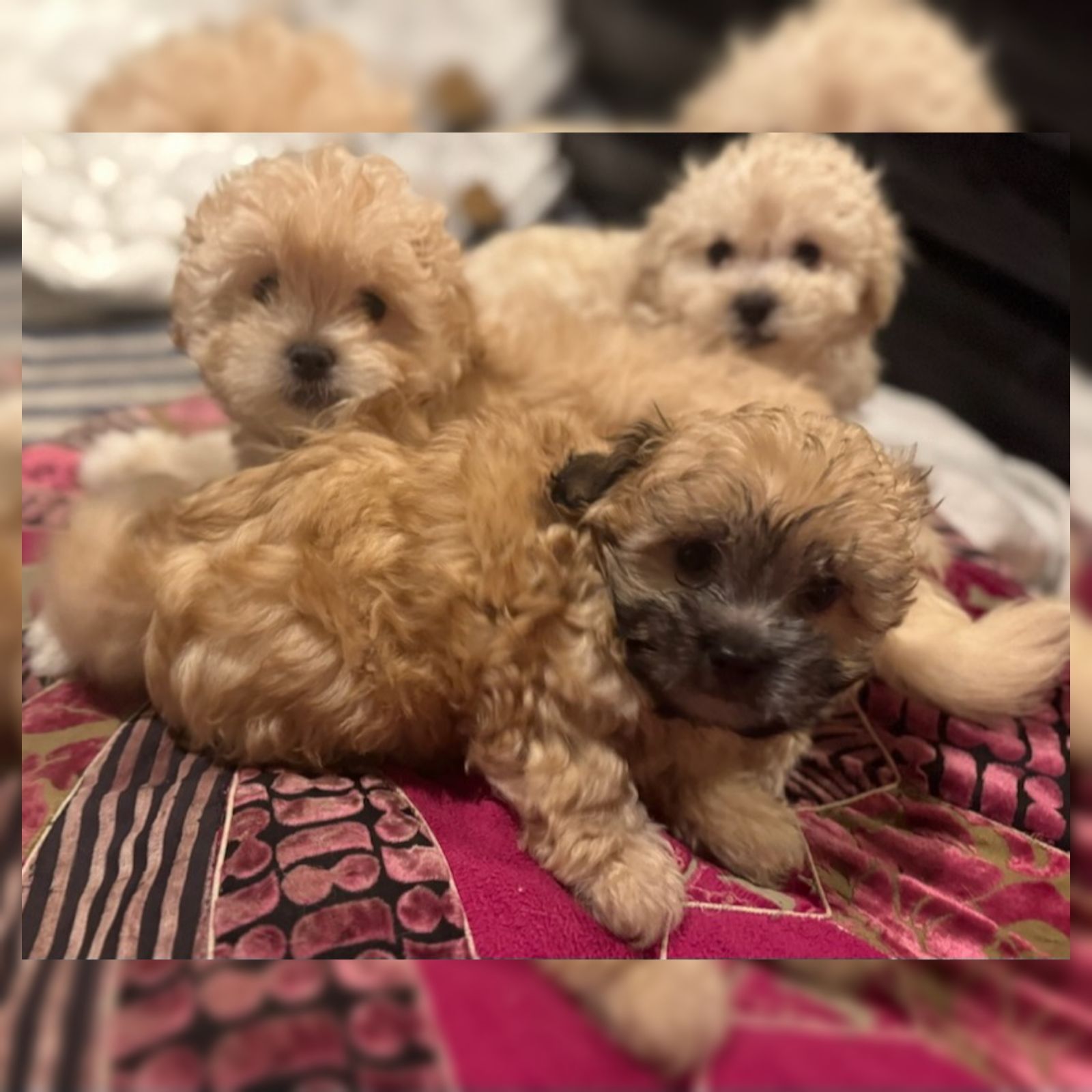 Poodle Puppies What Is A Moodle Dog Maltipoo Moodle Resting Shade
