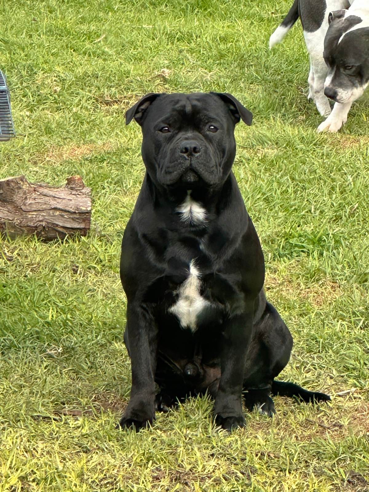 Dog Breed Bull Terrier All Black Dog Breeds Black And White