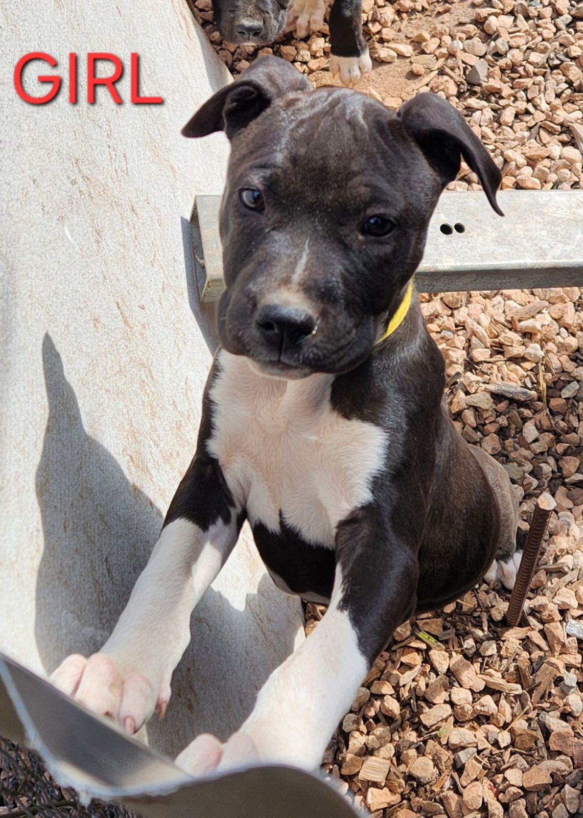 Blue American Staffy x Black American Staffy $800 Dogs Puppies