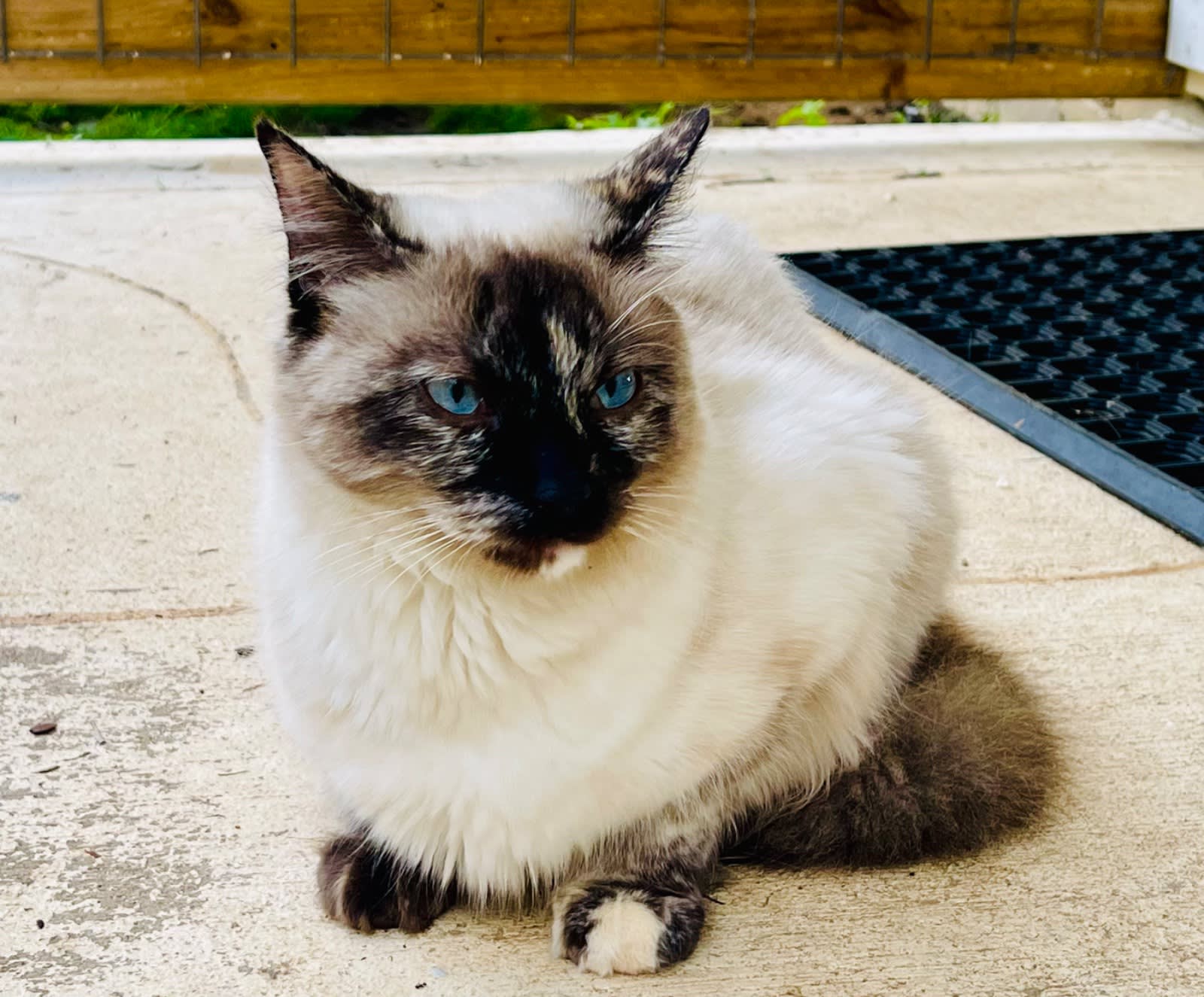 Ragdoll Cats Are Male Or Female Cats More Cuddly Male Cat More