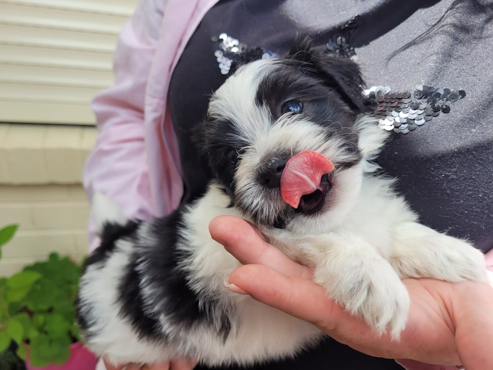 Maltese Terrier Week Maltese Puppy MALTESE SHIH TZU PUPPIES Dogs