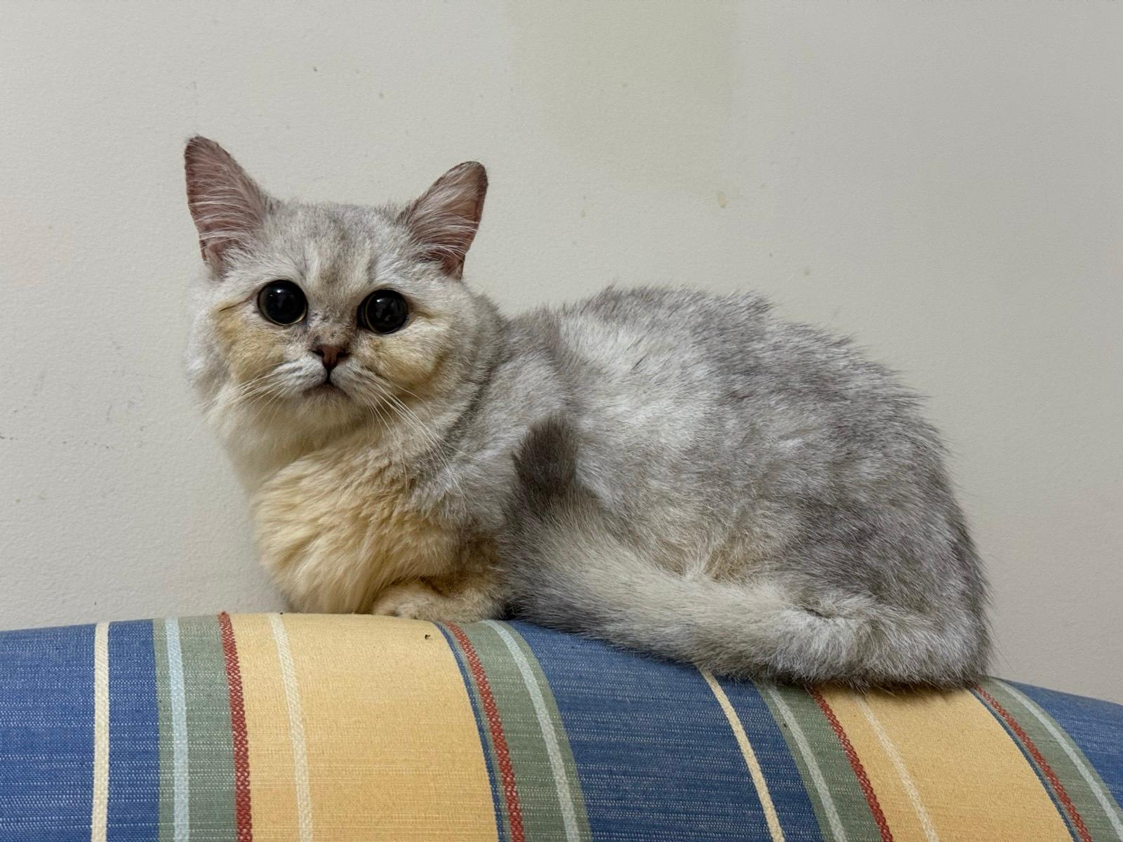 Blue Golden Shaded Silver Shaded British Shorthair For Sale Entire