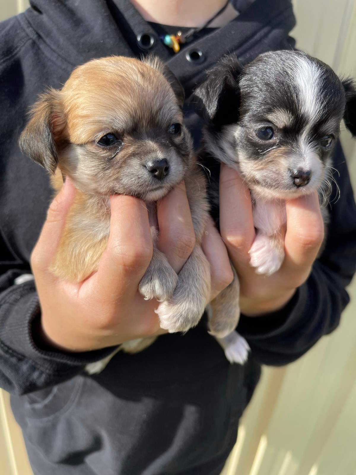 Applehead Chihuahua Long Hair Female Chihuahua For Sale Miniature