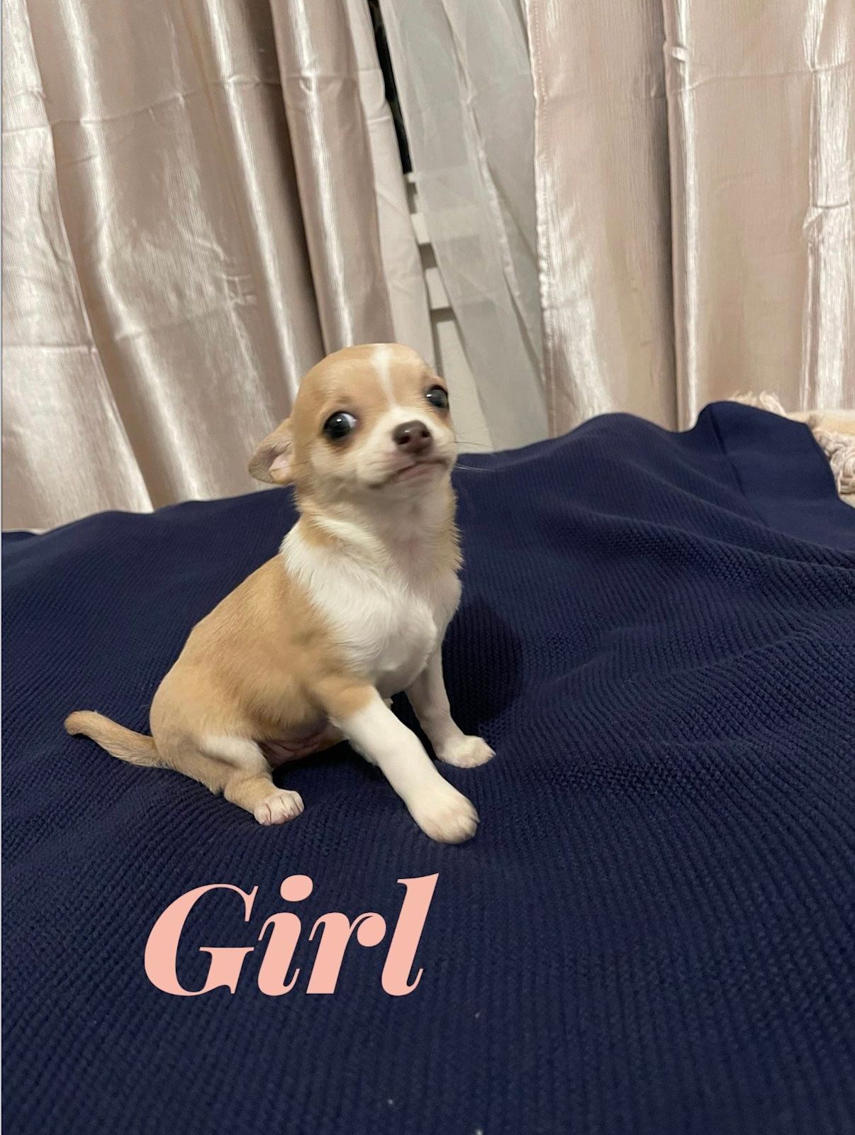 Chihuahua Puppy Gumtree Chihuahua Dogs For Sale Female Chihuahua