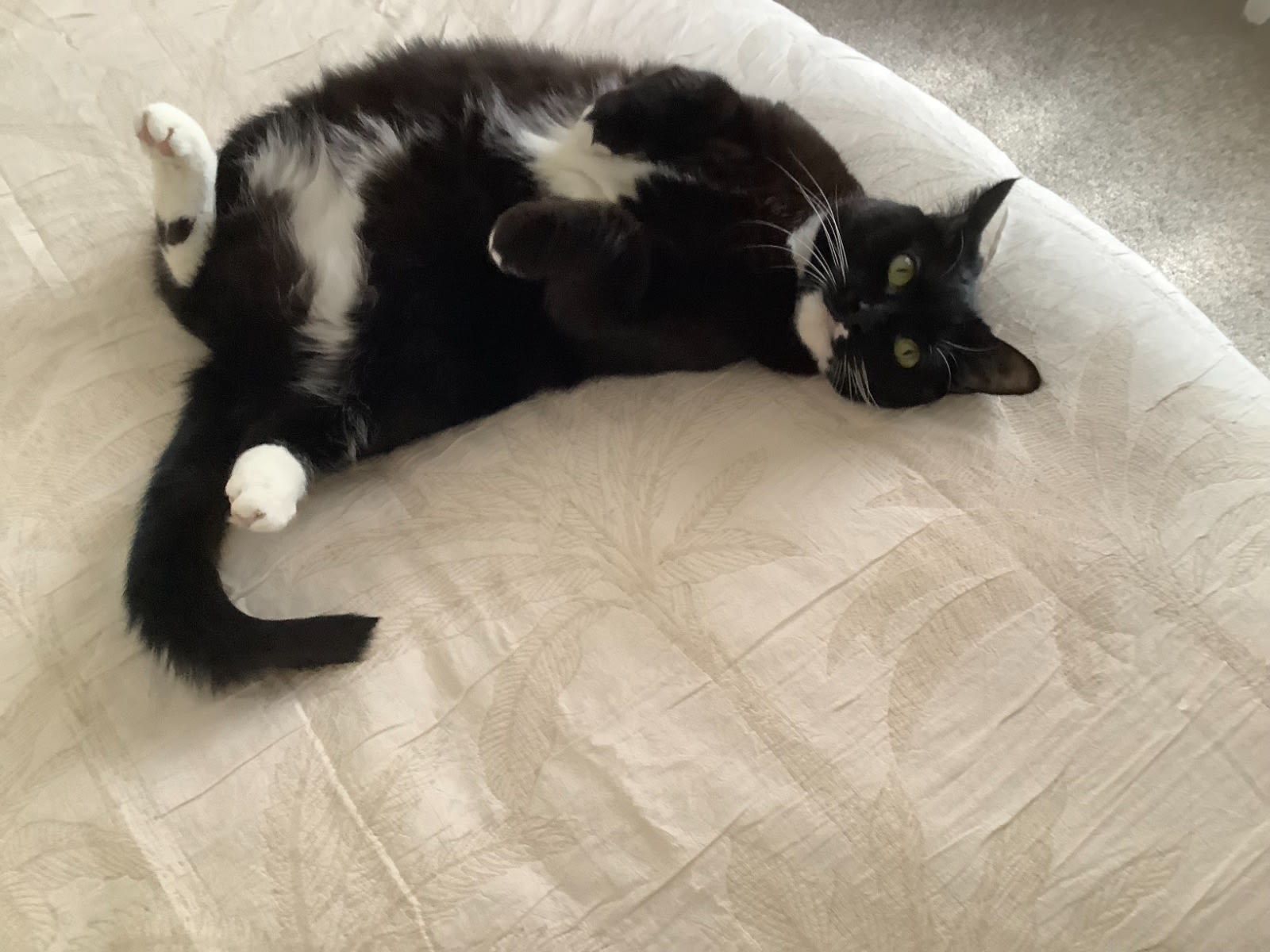 Adorable Sadie Needs A Home Cats Kittens Gumtree Australia