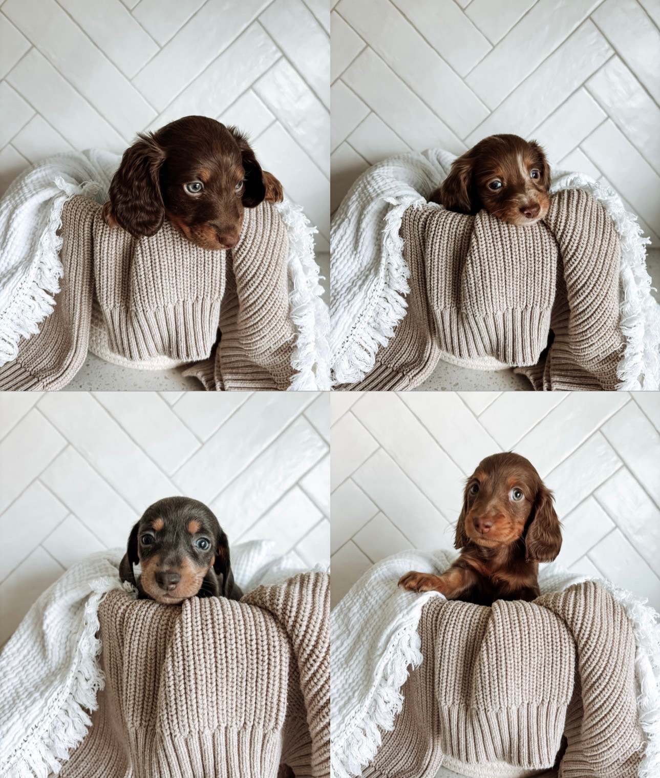 Animal Shelter Dachshund Puppies For Sale Vic Miniature Dachshund