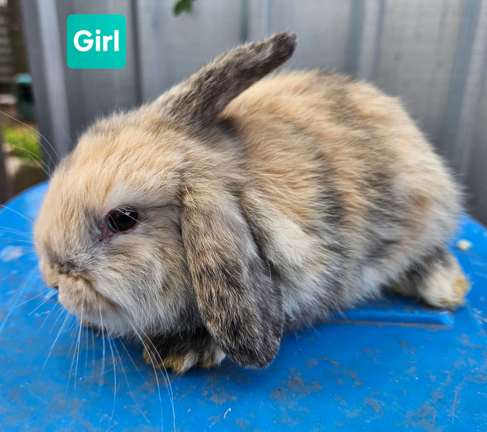 Tri Color Harlequin Holland Lop For Sale Harlequin Mini Lop Rabbit