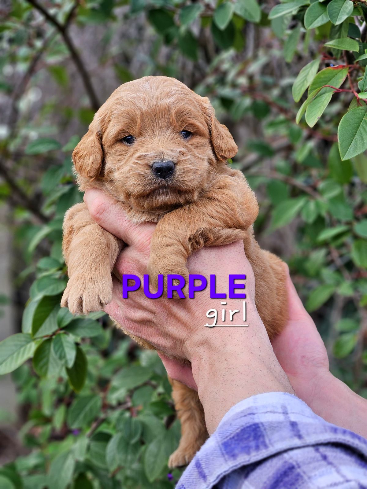Chow Dog Golden Chow Price Chow Chow Standing Beside Golden