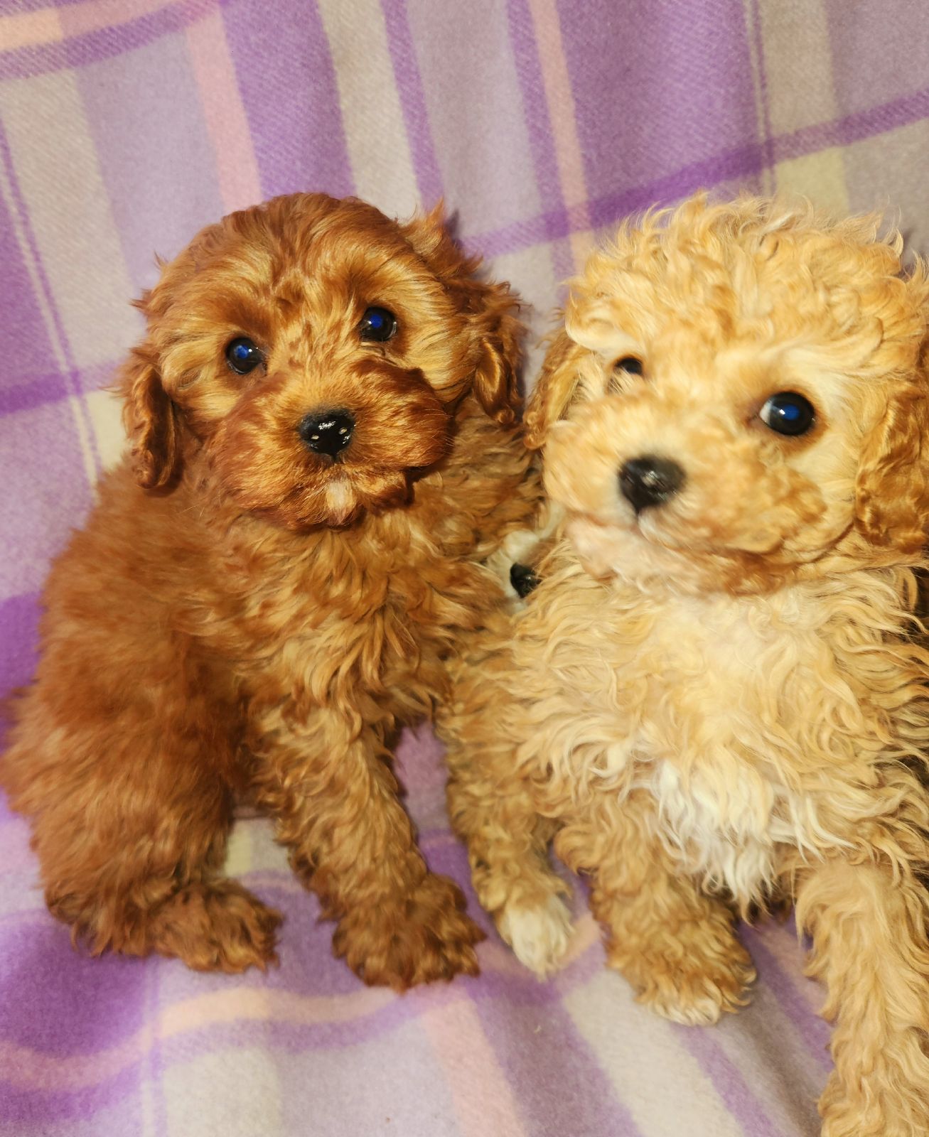 Toy Poodle F1b Cavoodle Tiny F1b Toy Cavoodle Puppies Dogs Puppies