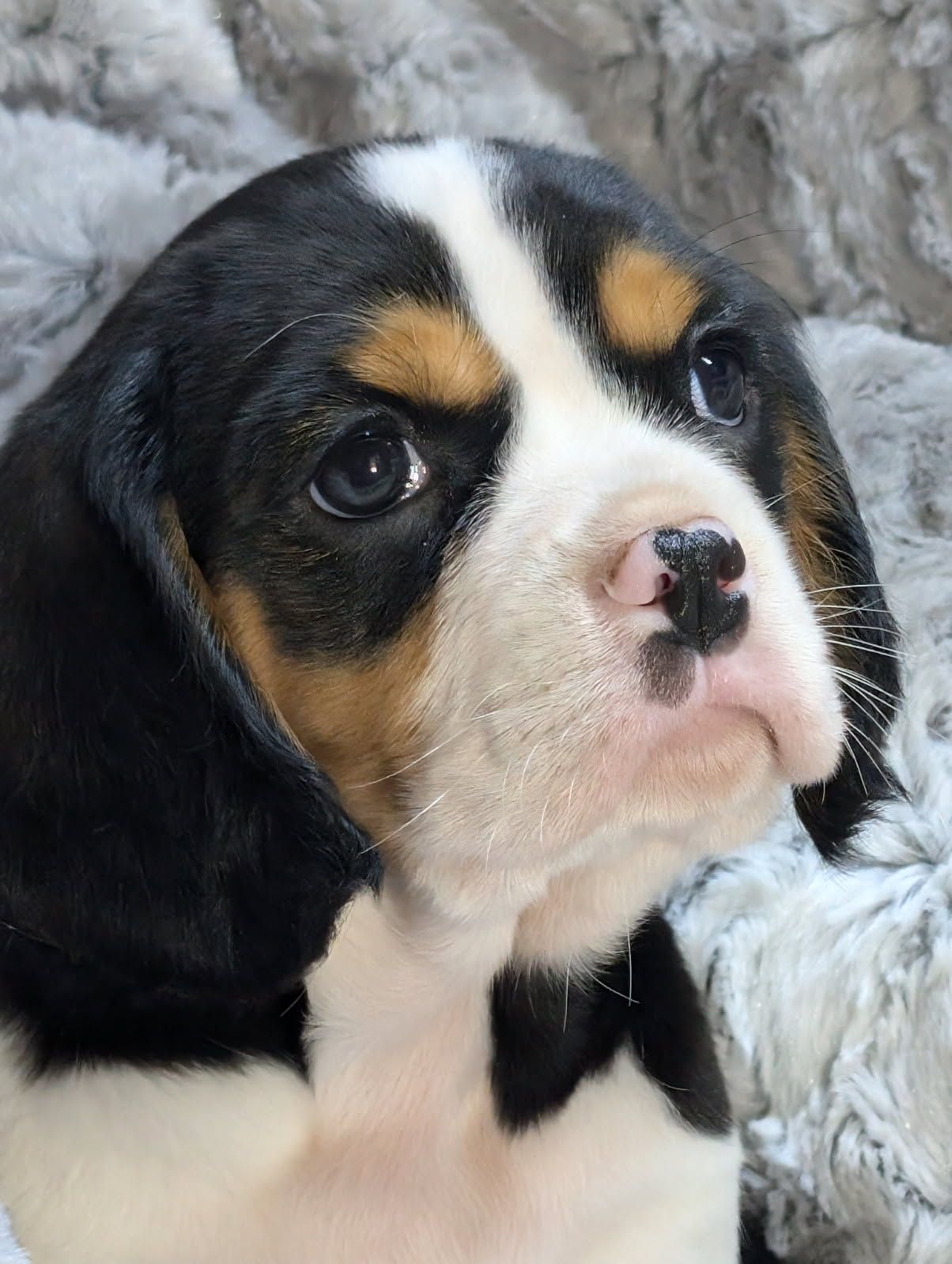 Beaglier Puppies Beagle X Cavalier King Charles Headshot Of A