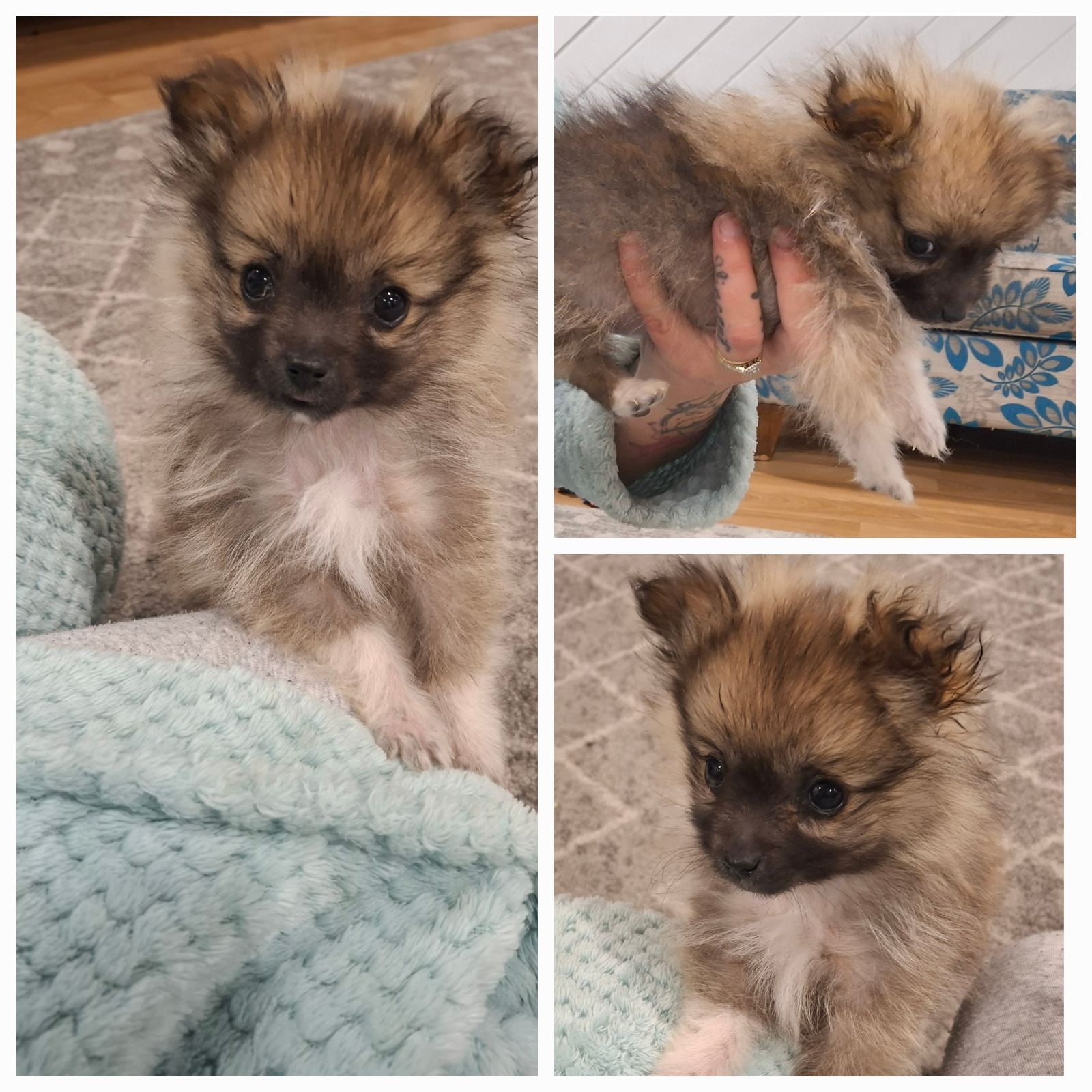 Pomeranian Puppy Gumtree Pomeranian Puppies For Sale Trading Post 2025