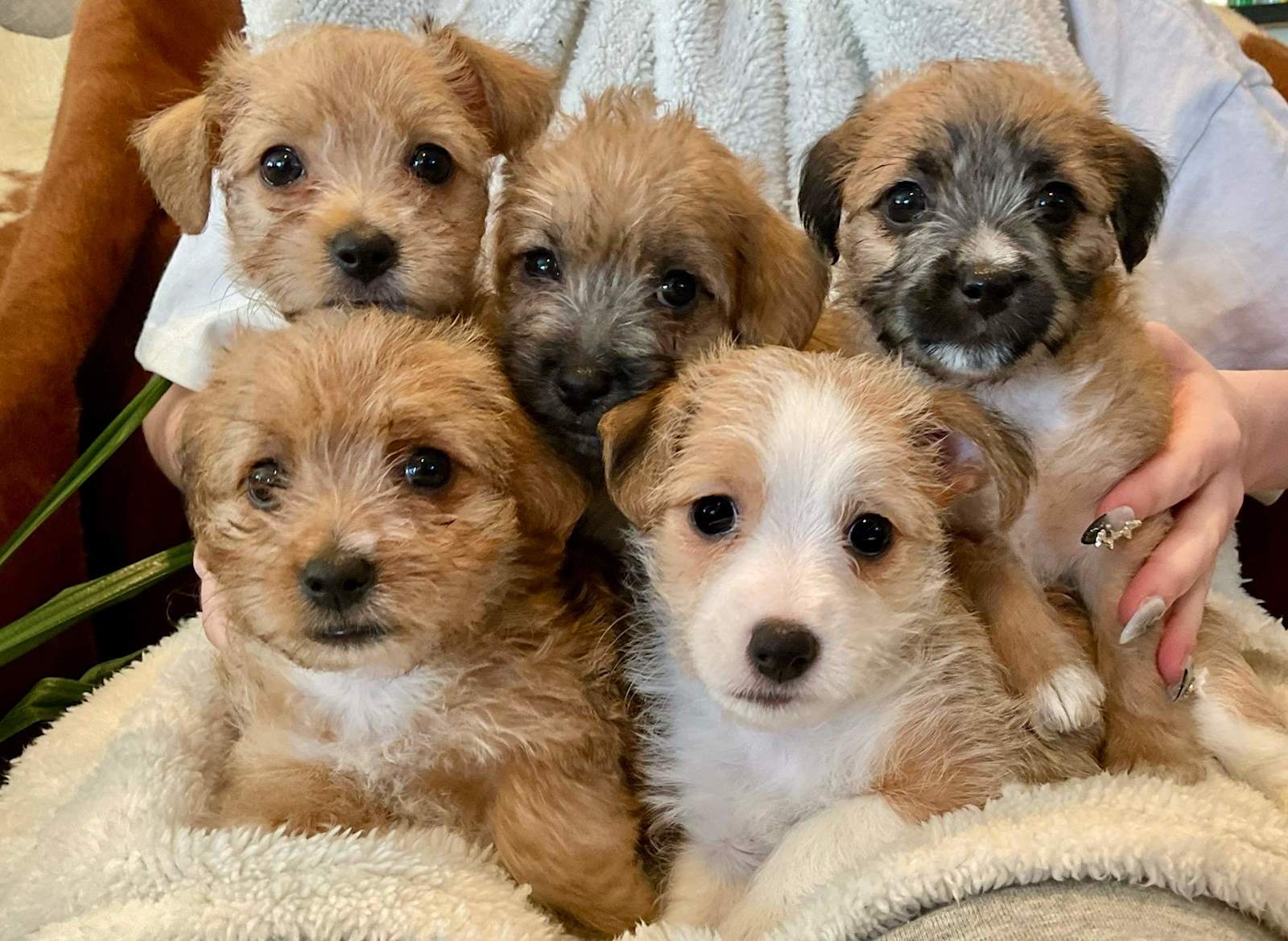 Puppies Jackadoodle Jackapoo Jack Russell X Toy Poodle/Shih Tzu