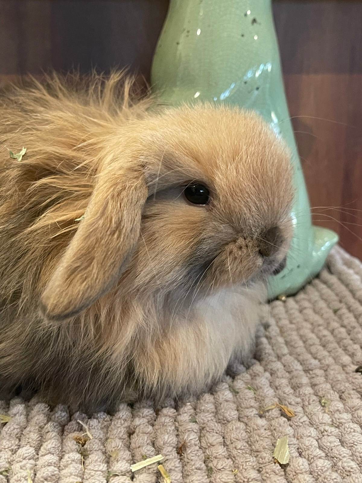 Brown Rabbit Cashmere Lop Purebred Mini Cashmere Lops Rabbits