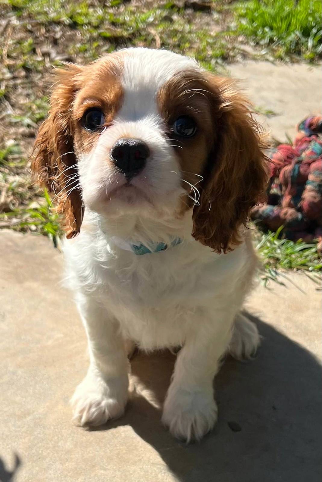 Canine Episodic Falling In Cavalier King Charles Health Tests For