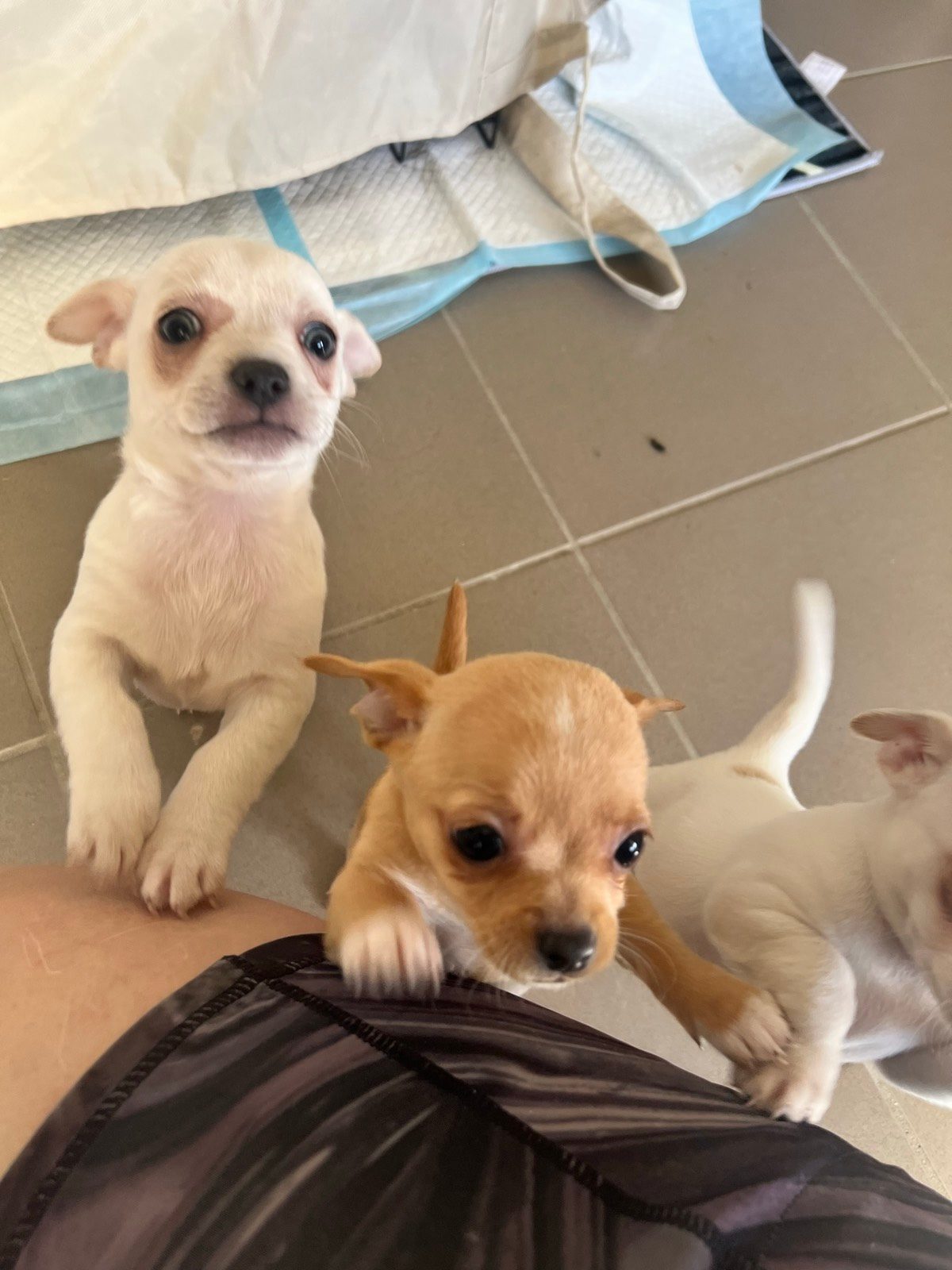 For Sale Chihuahua Mini Foxy Cross Mini Foxy X Mini Foxie Terrier