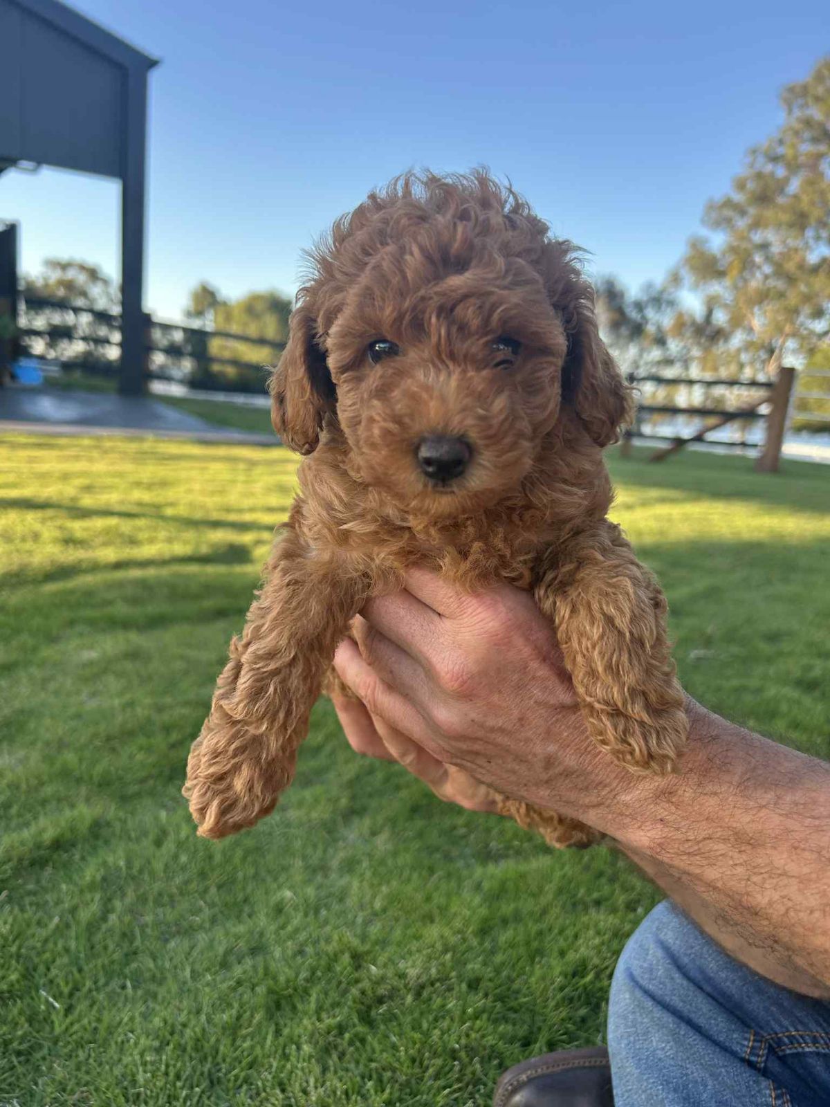 Teddy Bear Cavoodles Toy Cavoodle Breeders Teddy Bear Toy