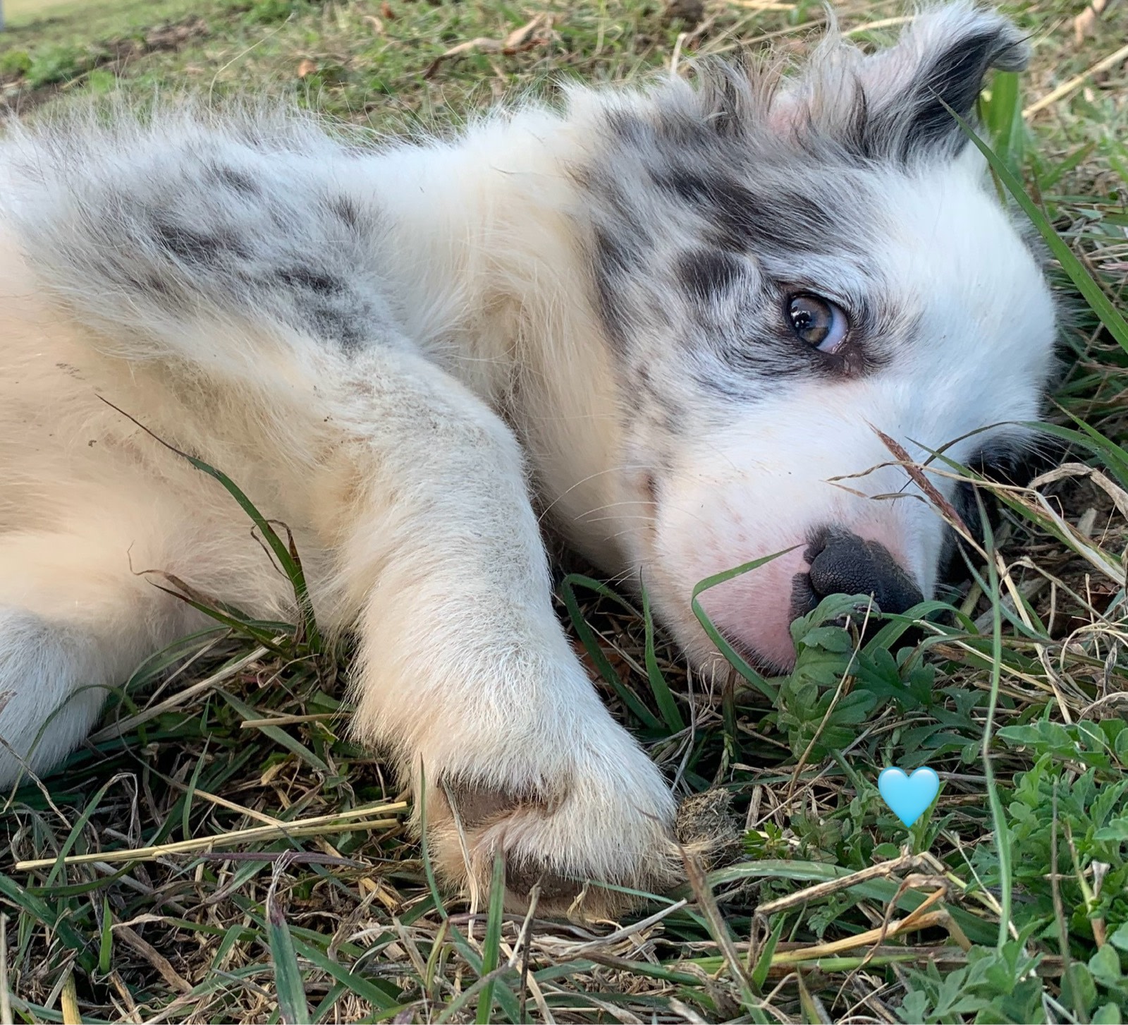 Harlequin Chocolate Tricolor Border Collie Rough Collie Cross Cavalier  Collie Rough Collie Border Collie, image size:1600x1453