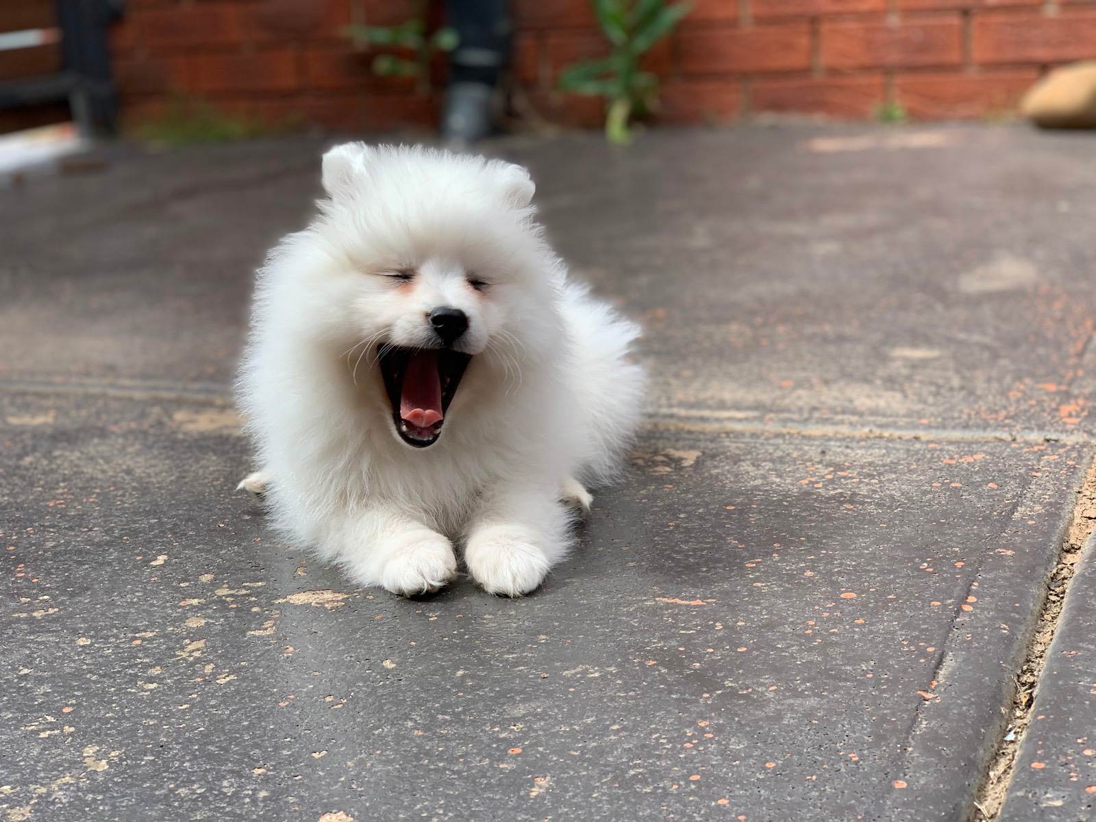 Puppies Dogs Japanese Spitz Puppies For Sale Gumtree Japanese - Main Image
