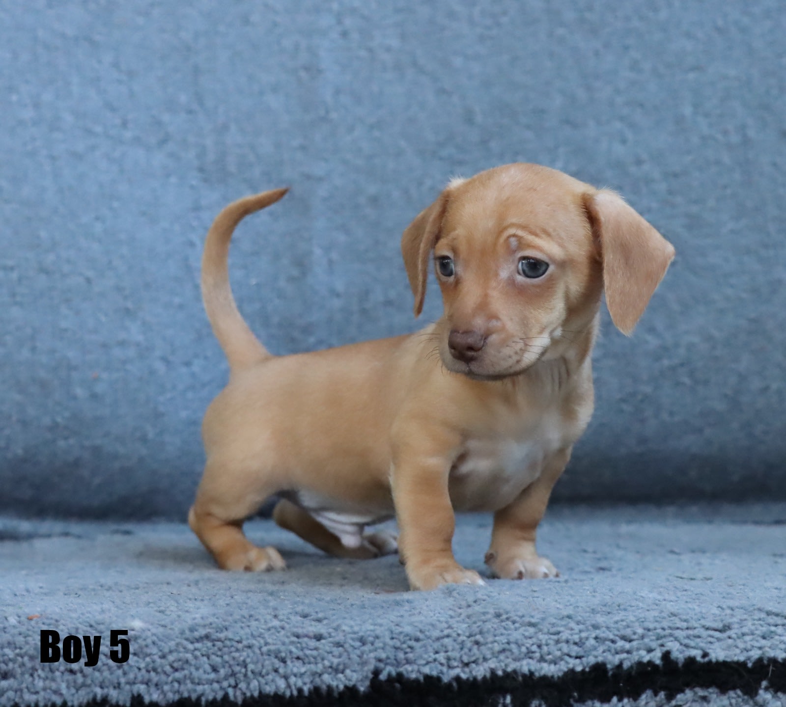 Dachshund Chihuahua Puppies Chiweenie For Adoption Near Me