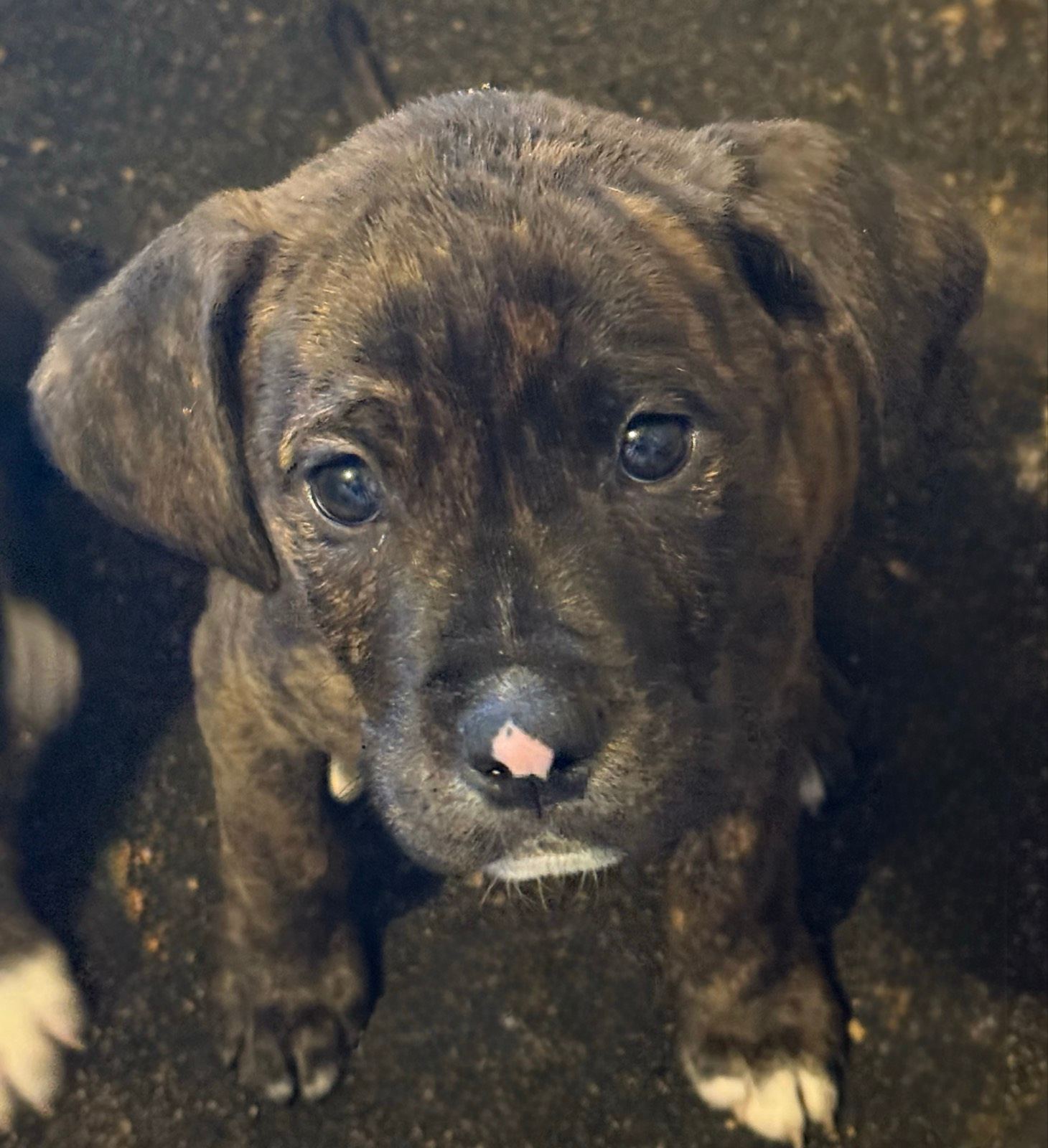 Bulldog Puppy American Bulldog Hybrid Beagle American Bulldog Mix
