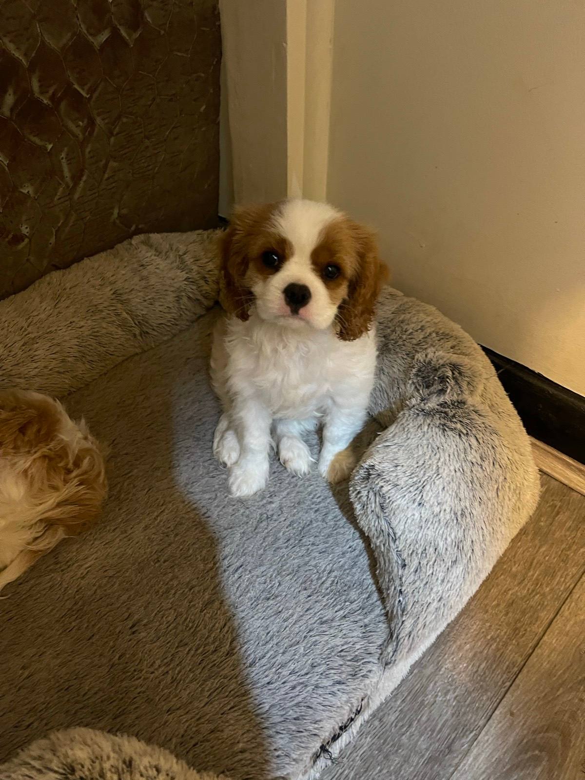 King Charles Cavalier pups Dogs Puppies Gumtree Australia