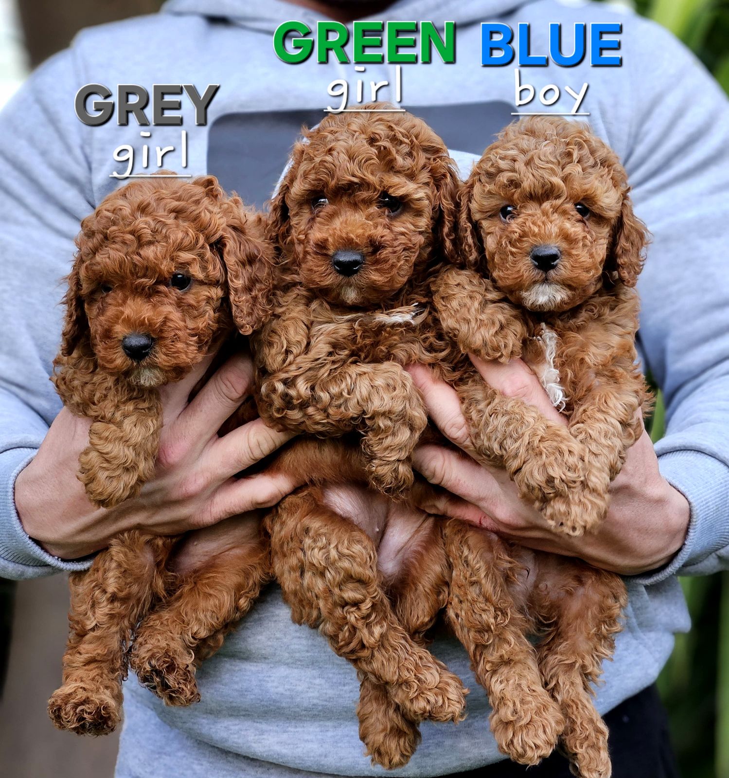 Dogs Gumtree Toy Cavoodle Toy Cavoodle Puppies F1B Dogs Puppies