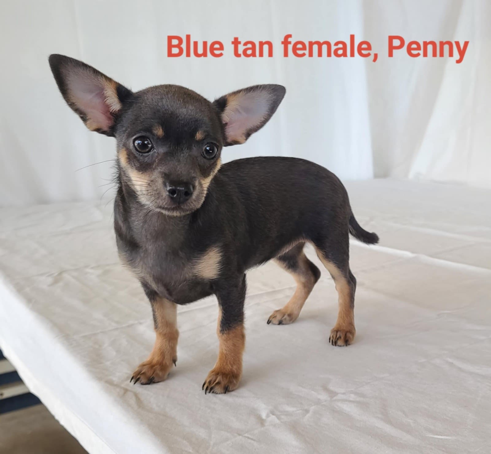 Puppy Litter Chihuahua Puppies Gumtree Chihuahua Sale Rhyl, Clwyd
