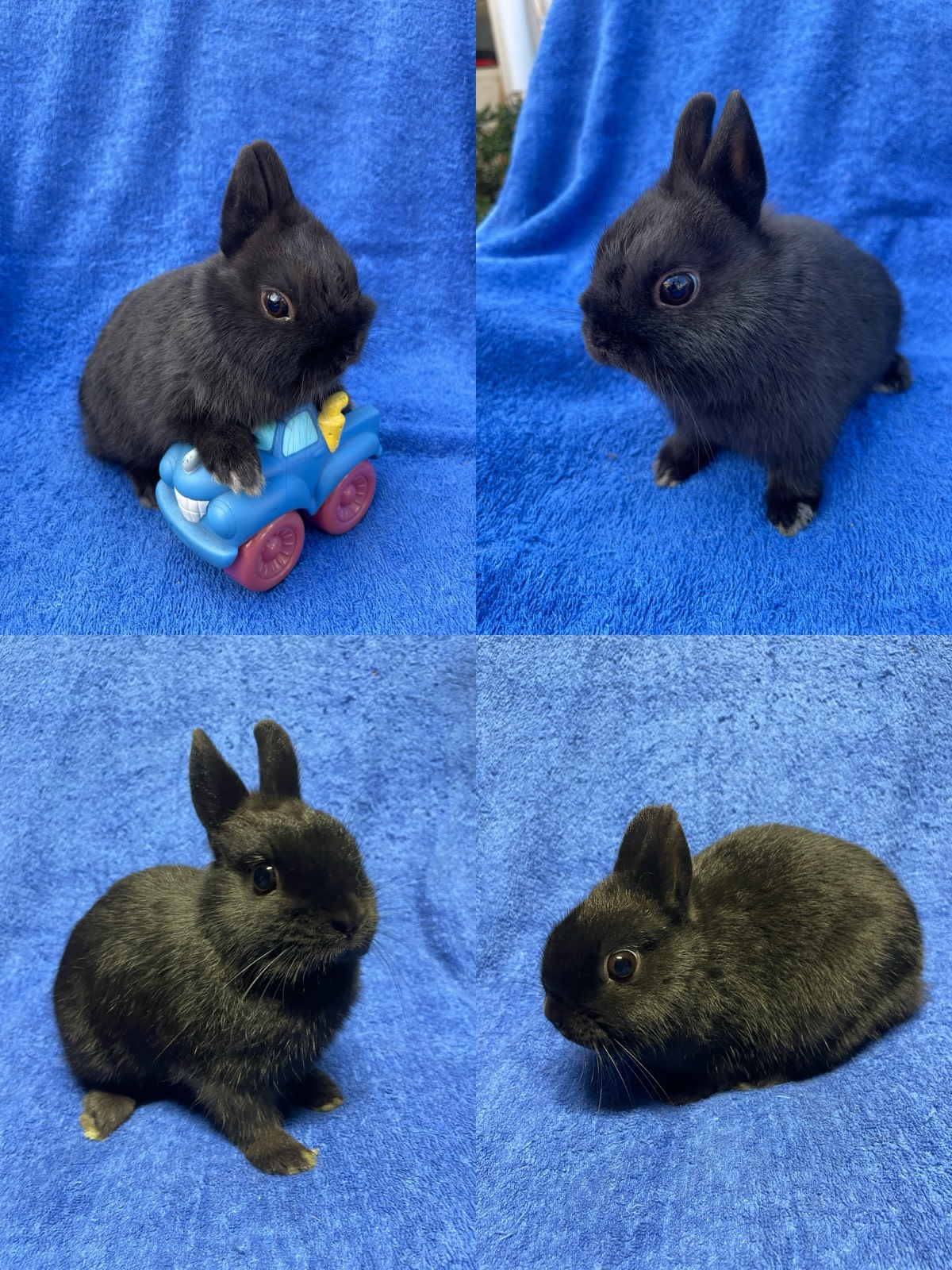Netherland Dwarf Male Rabbit Vs Female Rabbit Male Rabbit Vs