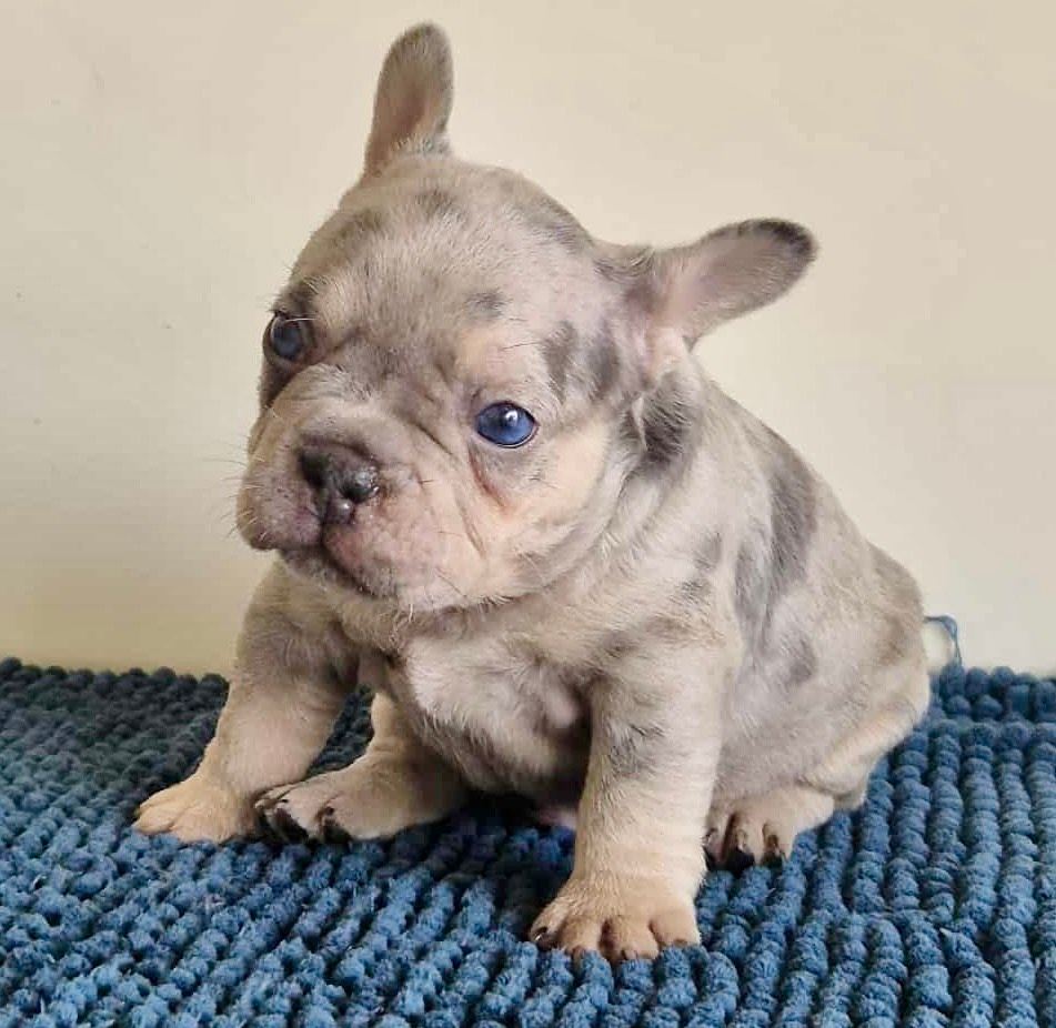 Purebred French Bulldogs Purebred French Bulldog Puppy Dogs