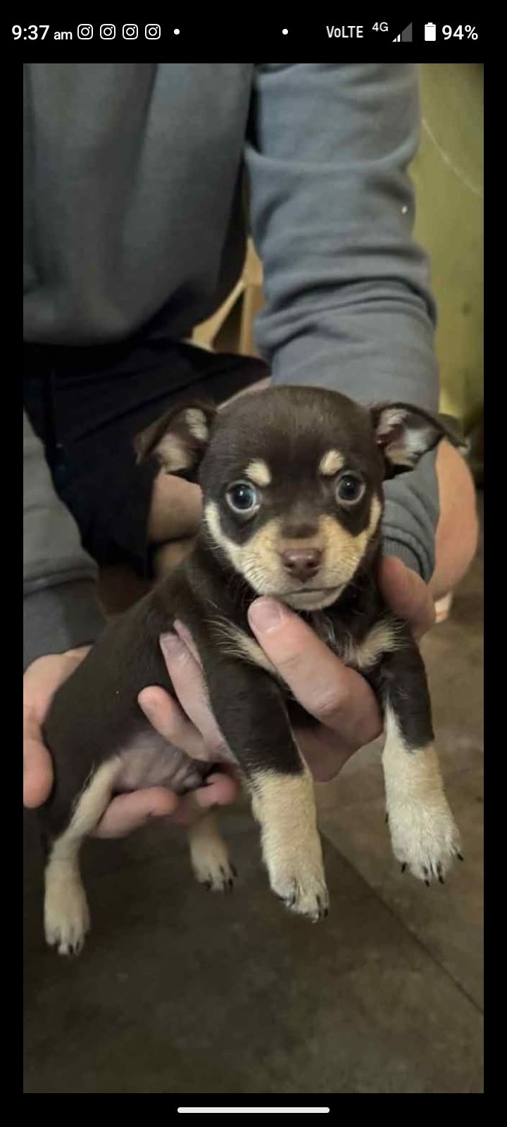 Chihuahua Gumtree Dogs For Sale Long Haired Chihuahua Puppy - Main Image