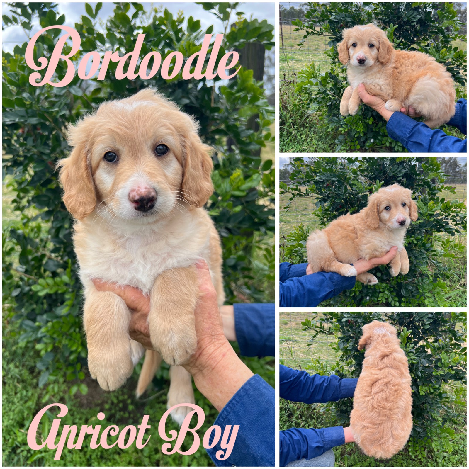 Bordoodle Puppies DNA Clear Poodle x Border Collie Dogs