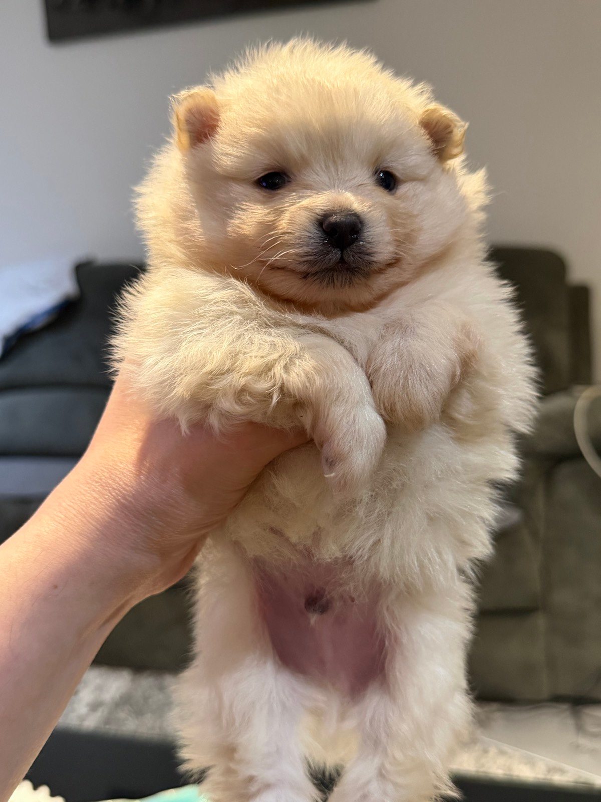 Pomeranian Dogs Puppies Gumtree Australia Hume Area