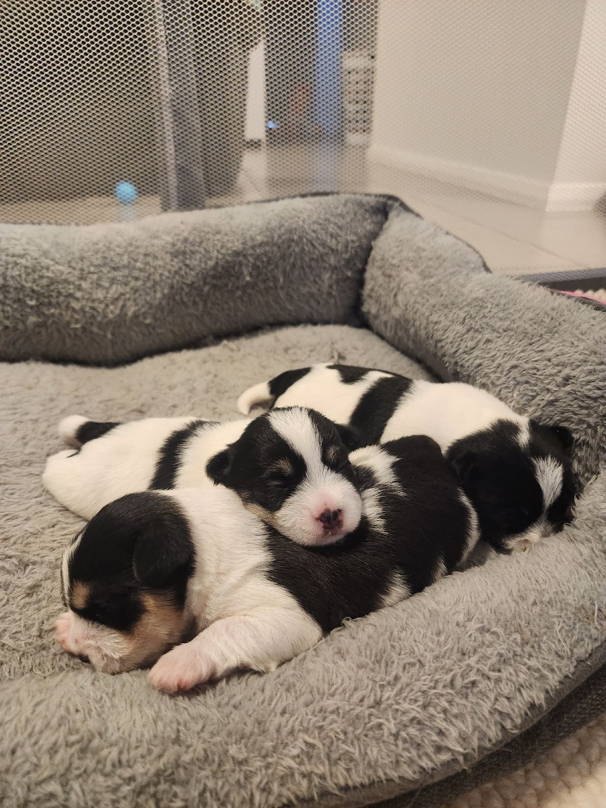 Border Collie Shih Tzu Husky Puppies Maltese Shih Tzu X Dogs