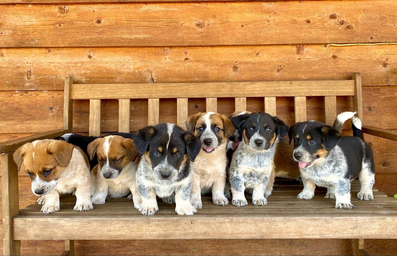 COWBOY CORGI PUPPIES CORGI x CATTLE DOG Dogs