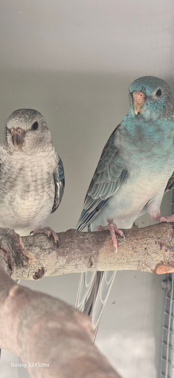 Red Rump Pairs for Sale Birds Gumtree Australia Logan Area - Main Image