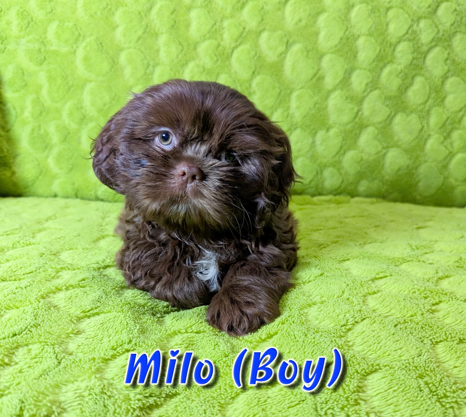 Shih Tzu Milo Dog Collar Chocolate Liver Male Shih Tzu Puppy