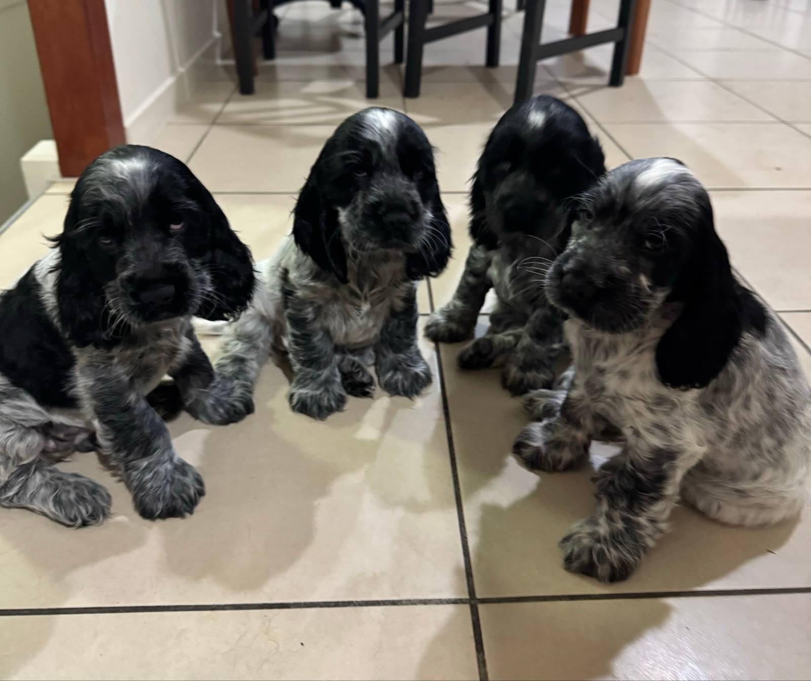READY NOW Purebred Cocker Spaniel Puppies Champion