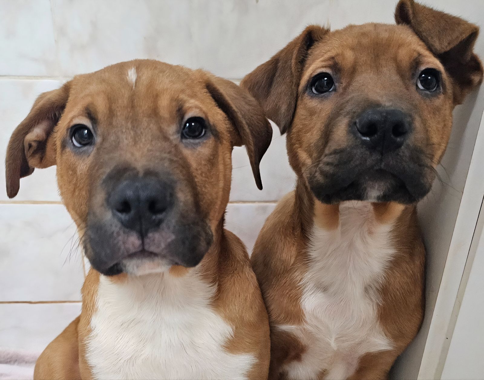 Gumtree Australia Gumtree Boxer Dogs Puppy Boxers Bred For Large