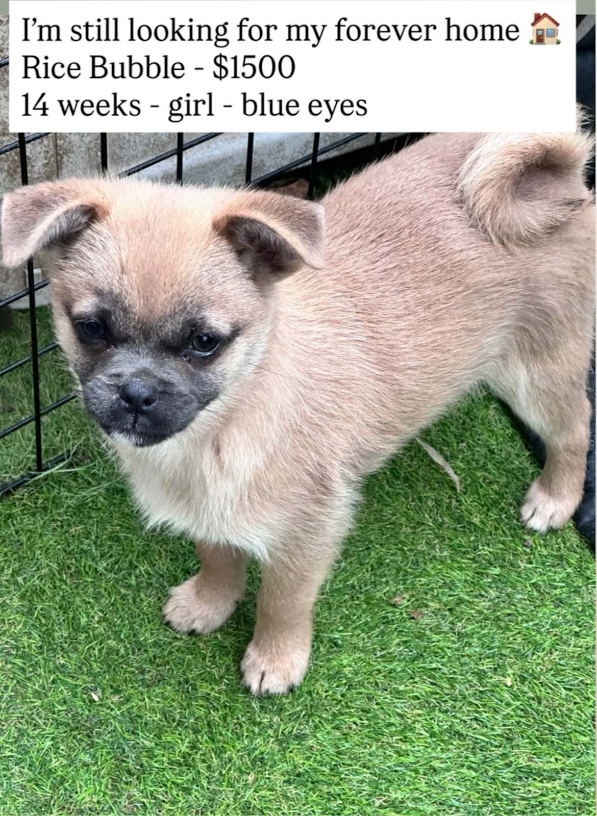 Blue A Chug Puppy Cute Chihuahua Pug Mix Puppy Chug Stock Photo - Main Image