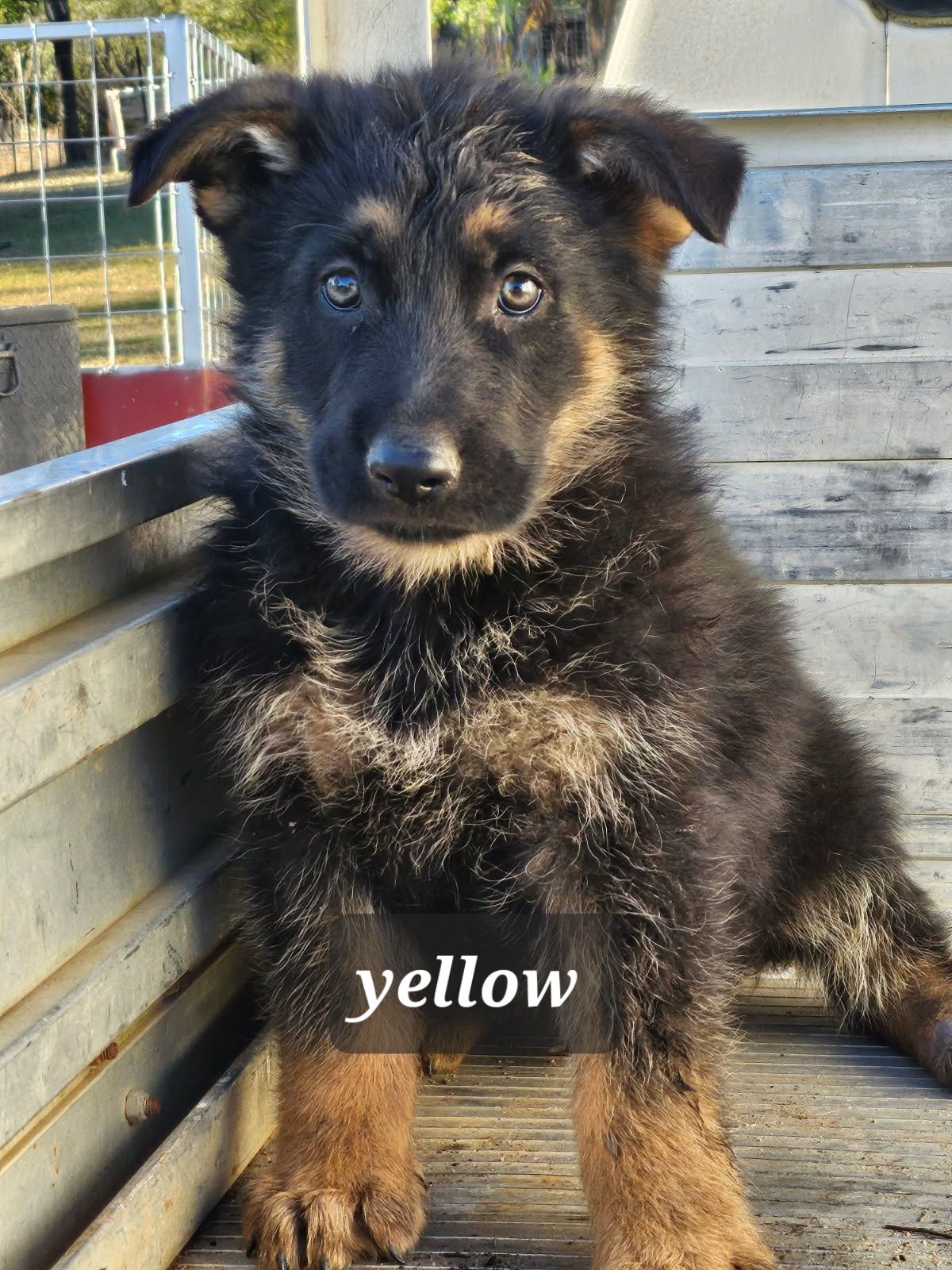 Guard Dog Black Alsation For Sale Guard Dogs For Sale Gumtree