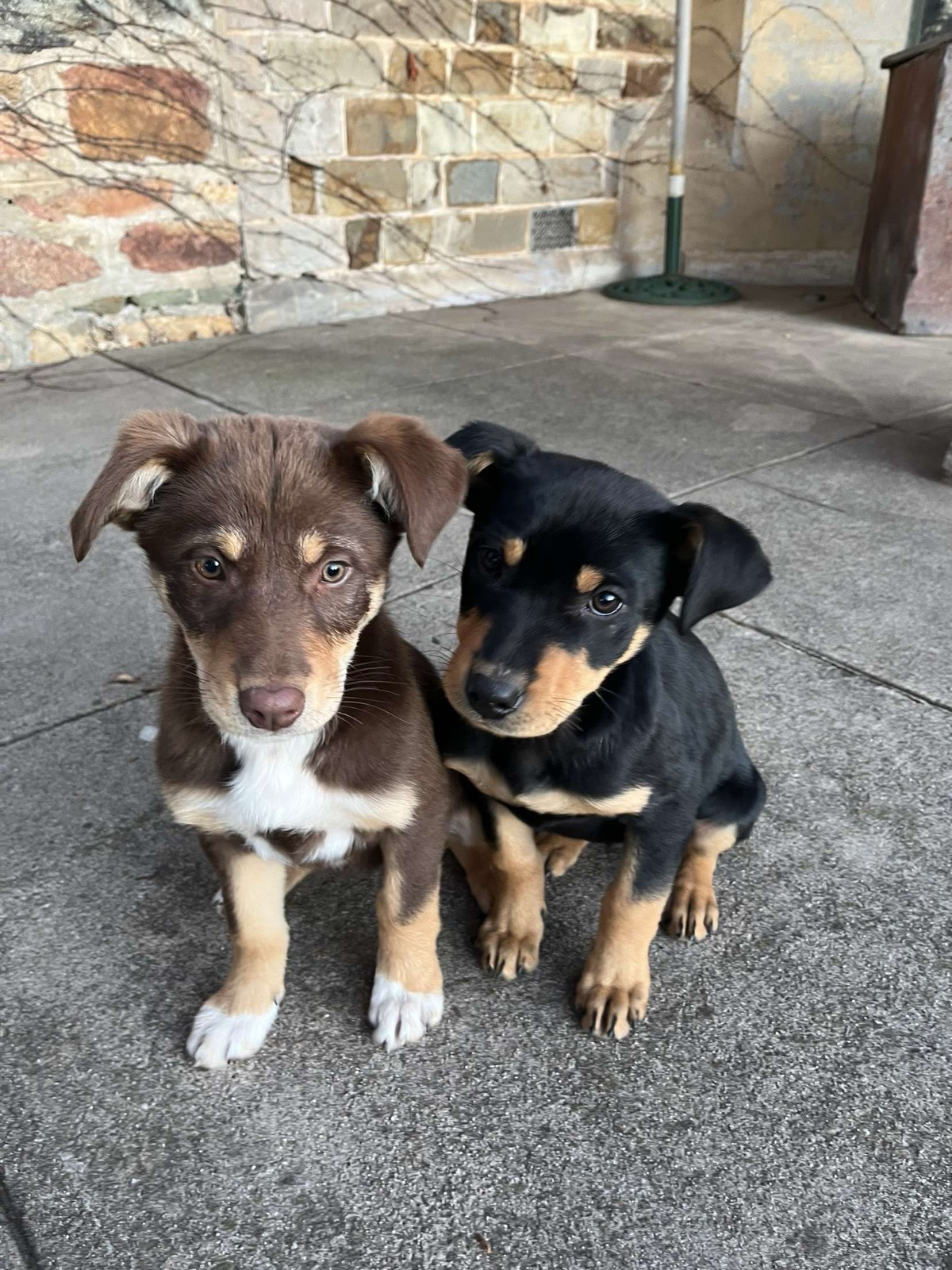 Kelpie x border collie puppies for sale Dogs Puppies Gumtree