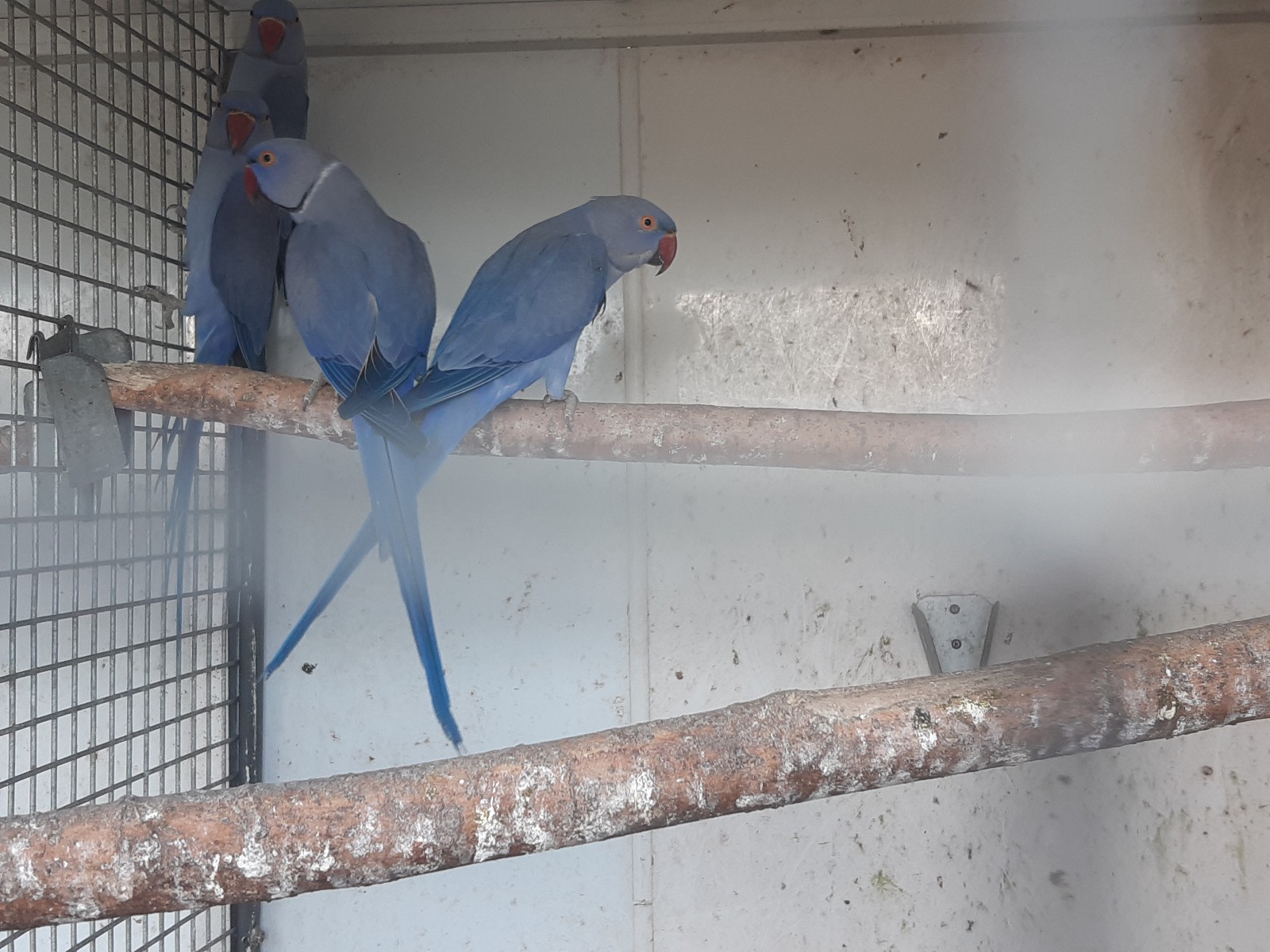 Blue Parrot Price Indian Ringneck Cage For Sale Ringneck Talking