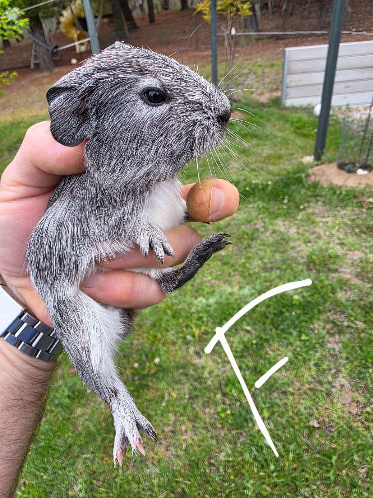 Baby Guinea Pigs Other Pets Gumtree Australia Queanbeyan