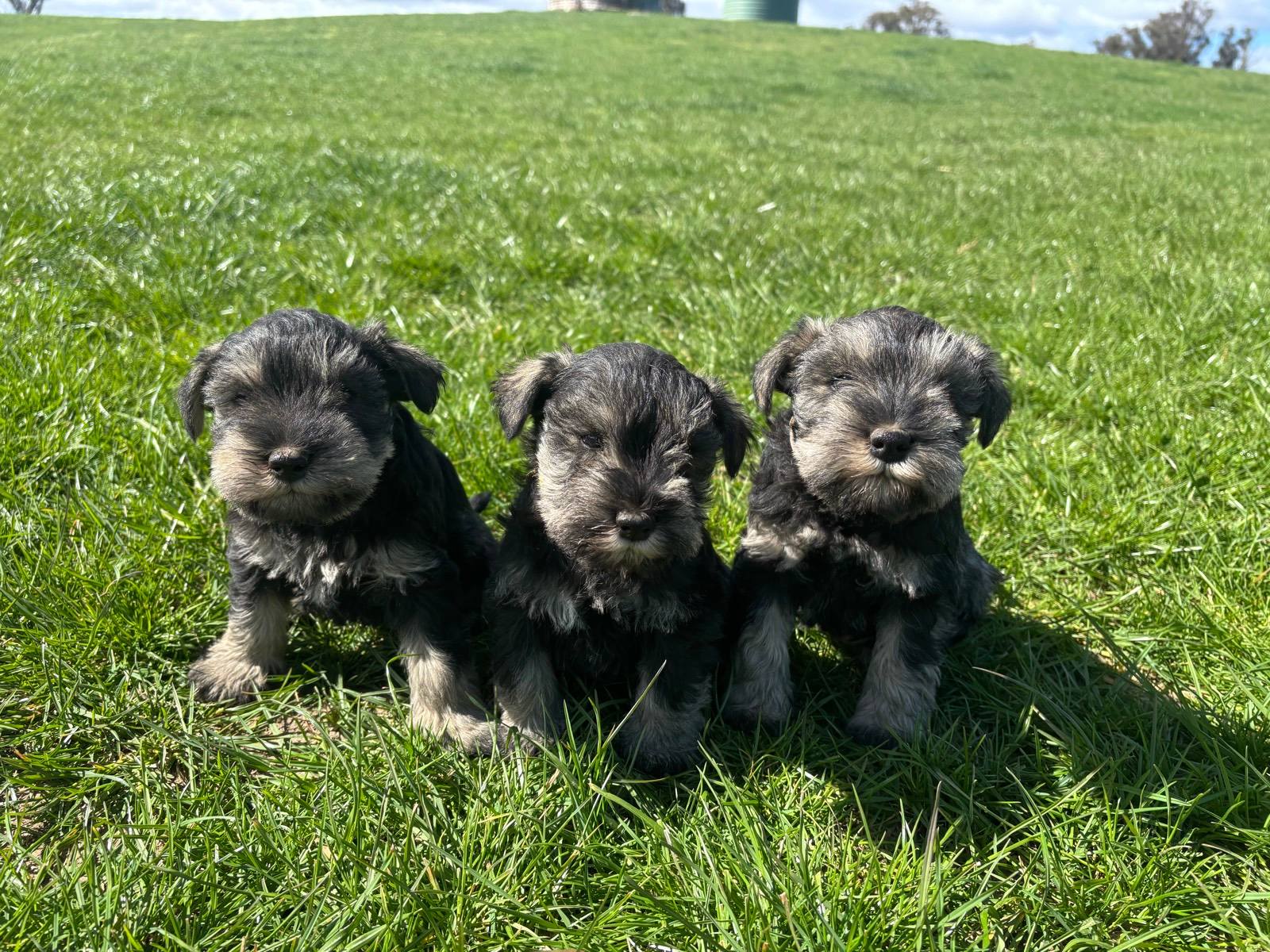 Miniature Schnauzer Puppies Gumtree Purebred Miniature Schnauzer